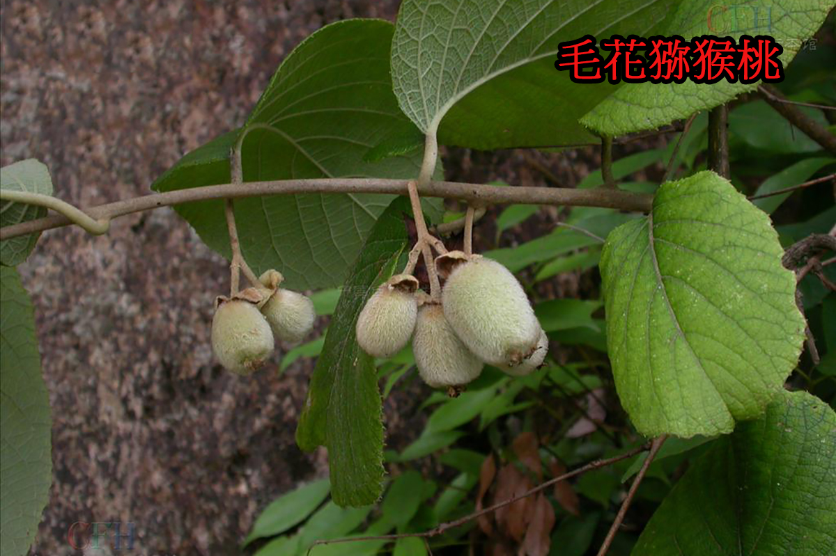 为什么有的猕猴桃一点都不酸,猕猴桃放软了还特别酸怎么回事