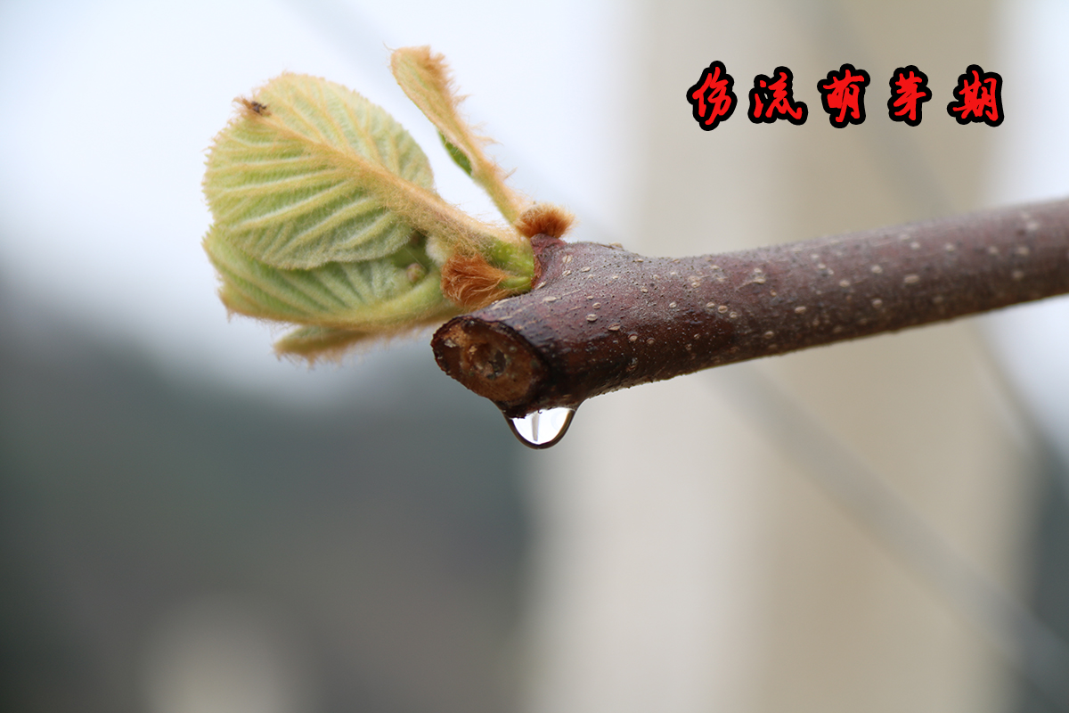 为什么有的猕猴桃一点都不酸,猕猴桃放软了还特别酸怎么回事