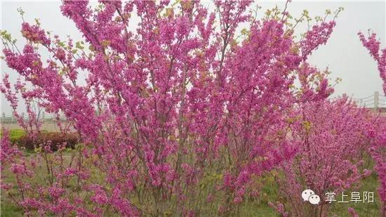 今天终于知道，阜阳的小名为什么叫“牛逼”了！