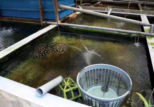 原生魟鱼,魟鱼原生态生活