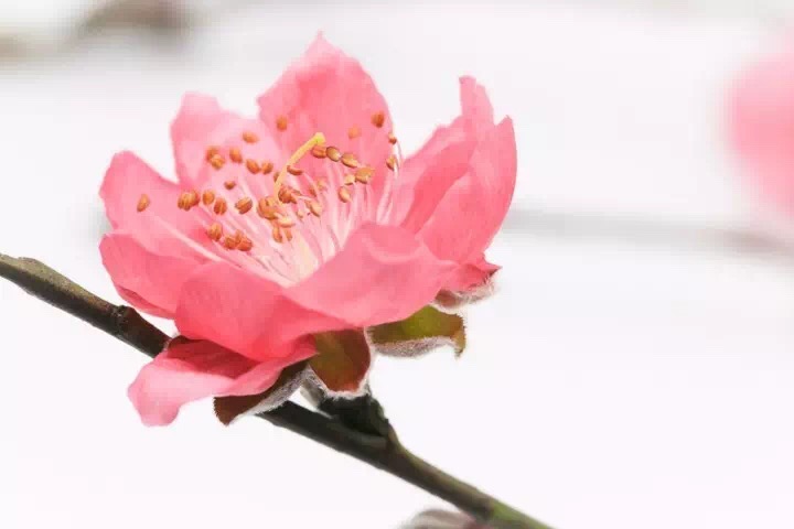 十里春风赏花季,你的朋友圈配词准备好了吗?