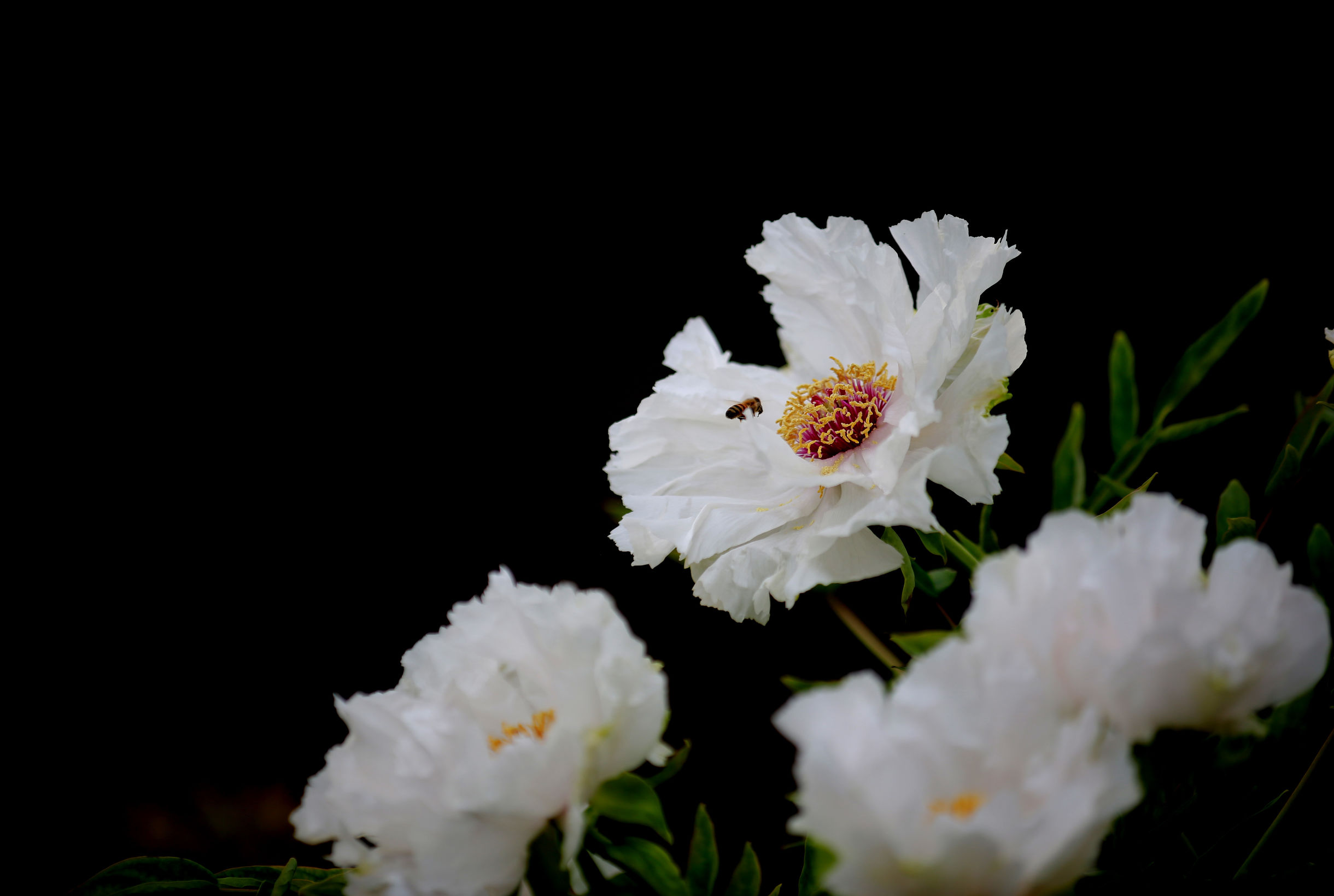 洛阳龙门牡丹园最美牡丹,洛阳国家牡丹园最独特的牡丹