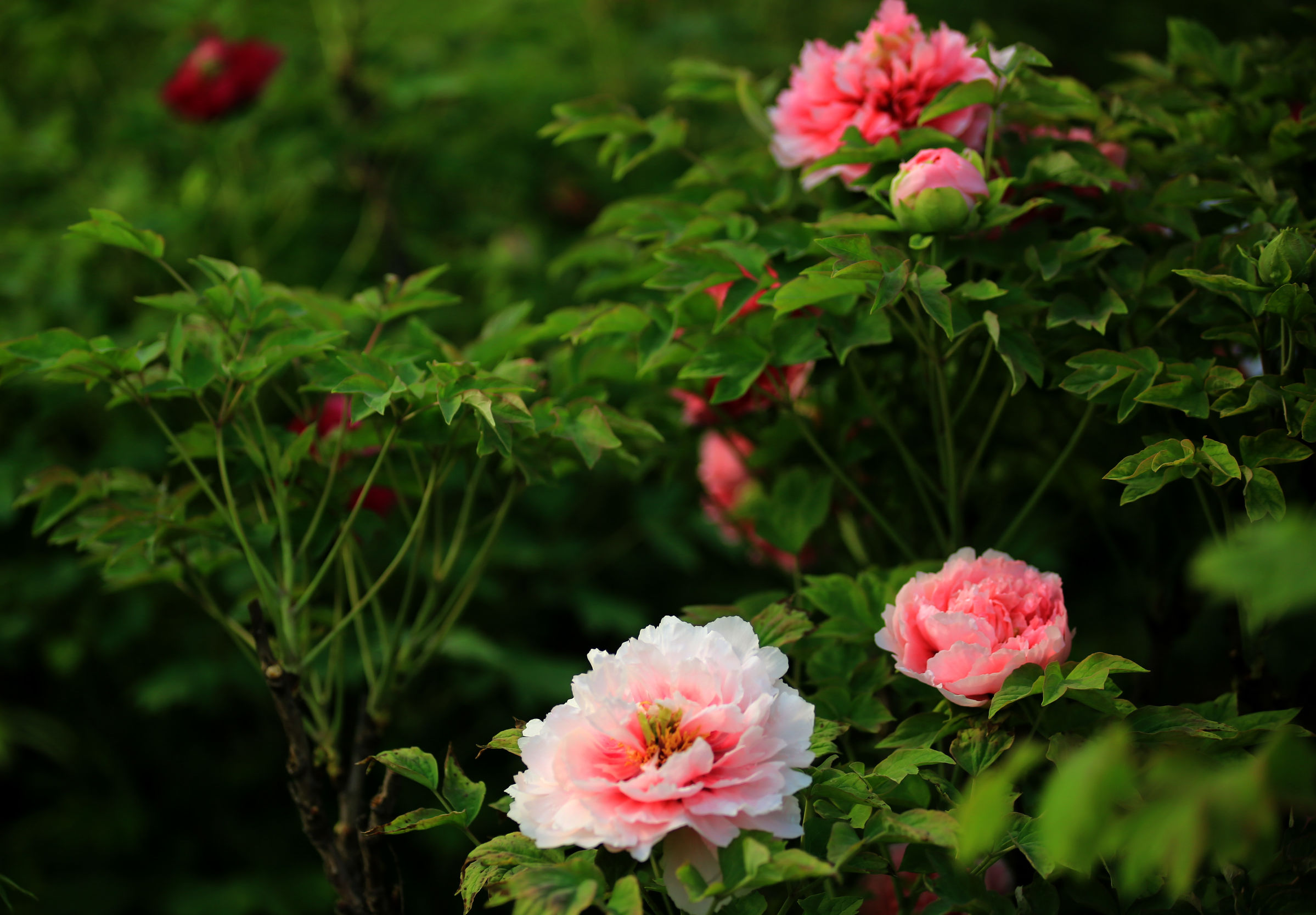 洛阳龙门牡丹园最美牡丹,洛阳国家牡丹园最独特的牡丹