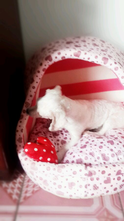 一天要出差，捡回的狗可怜巴巴望着我，竟做出的让我震惊的举动！