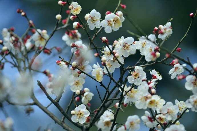 赏梅的正当时候,最是一年春光好踏春赏梅正当时