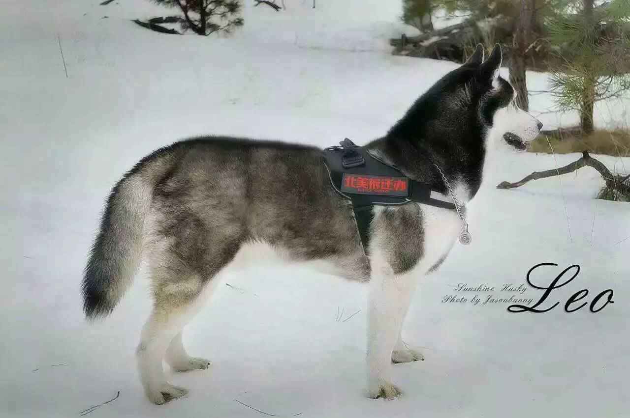 狗哥怎么养,狗哥养犬问答