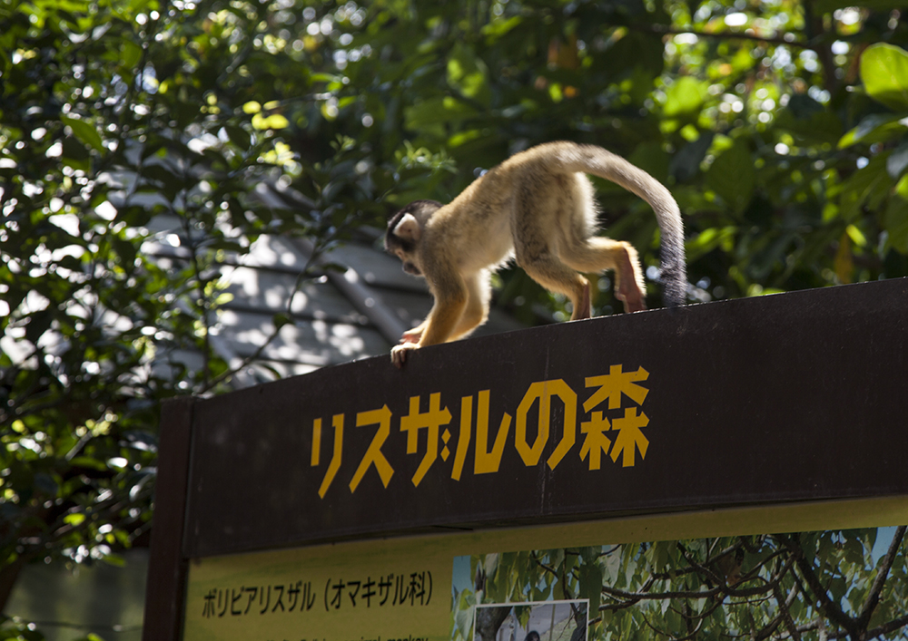 日本除了爱泡澡的温泉猴，还有这群爱翻女生包包的“扒手猴”
