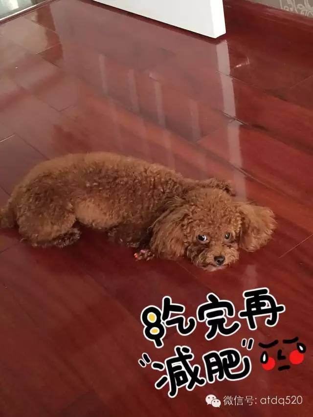 泰迪妈妈生了几个孩子,泰迪接生的过程