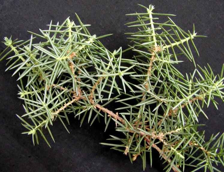 芳香大百科常用精油介绍,各类精油成分功效