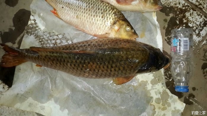 宁夏人钓鱼,黄河钓鱼的人多吗