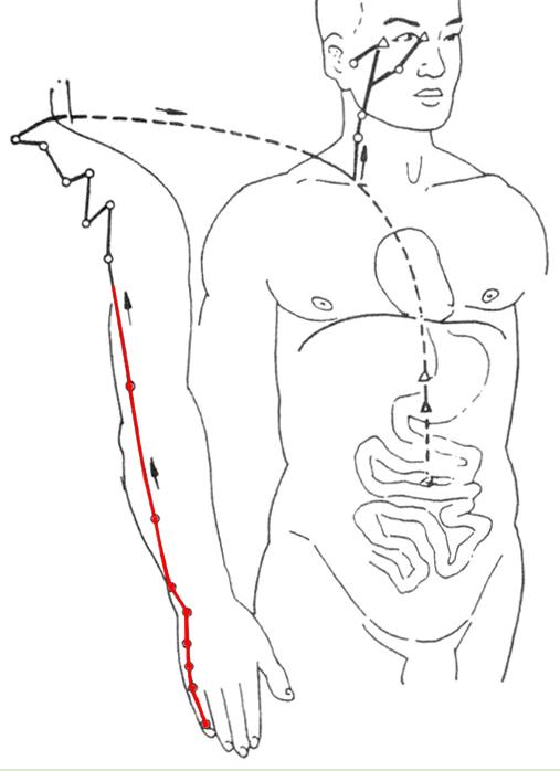 12条经络分为三个大循环,经络运行先后顺序
