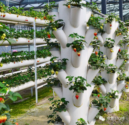 一个用味道留住你的草莓采摘园,52个新鲜草莓