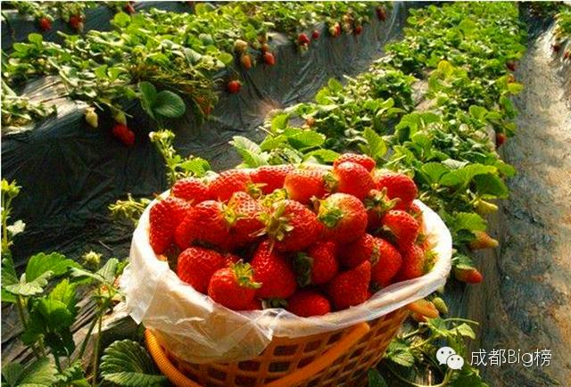 一个用味道留住你的草莓采摘园,52个新鲜草莓