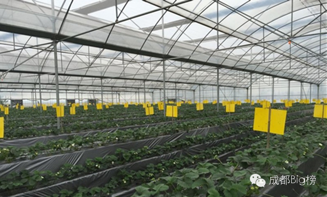 一个用味道留住你的草莓采摘园,52个新鲜草莓