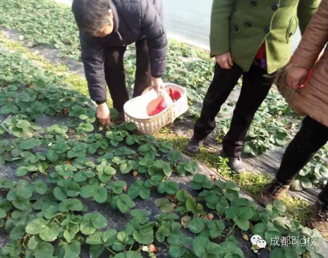 一个用味道留住你的草莓采摘园,52个新鲜草莓