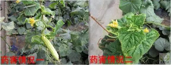 一篇读懂黄瓜的六种病害与防治方法