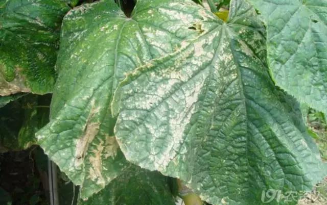 一篇读懂黄瓜的六种病害与防治方法