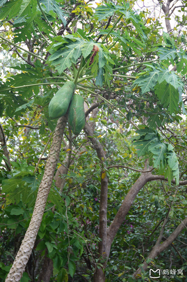 一起去三亚旅游就是最好的陪伴,三亚攻略自由行情侣