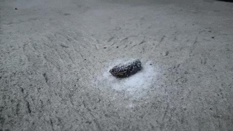 如果让水蛭吸饱血会怎么样,水蛭吸到我们身上会有什么反应