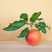 产妇吃水果需要注意什么,孕妈妈吃水果什么时间段吃比较好