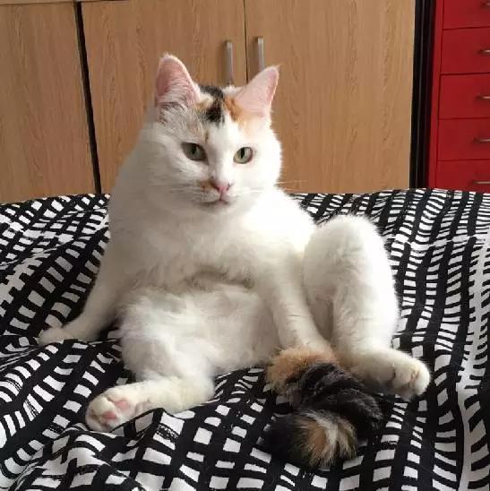 上海猫咪领养虹口,喵小汪宠物领养