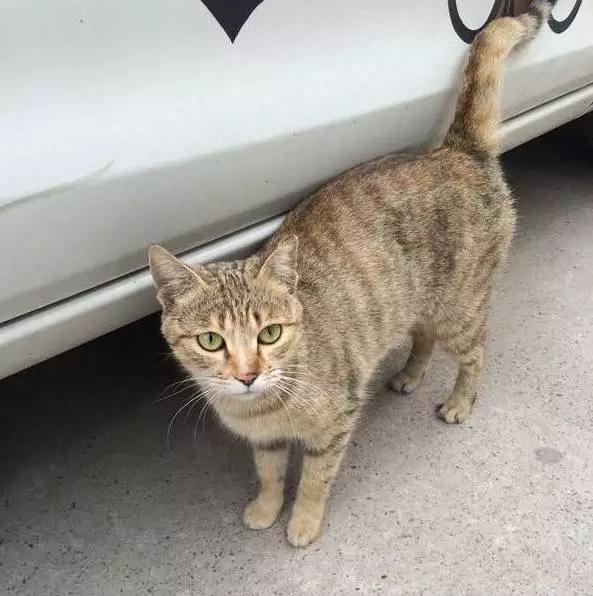 上海猫咪领养虹口,喵小汪宠物领养