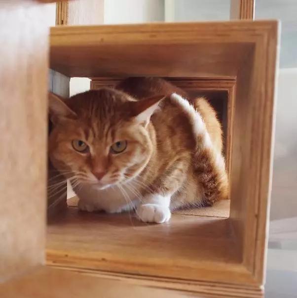 上海猫咪领养虹口,喵小汪宠物领养