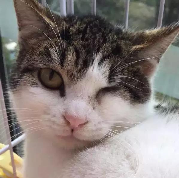 上海猫咪领养虹口,喵小汪宠物领养