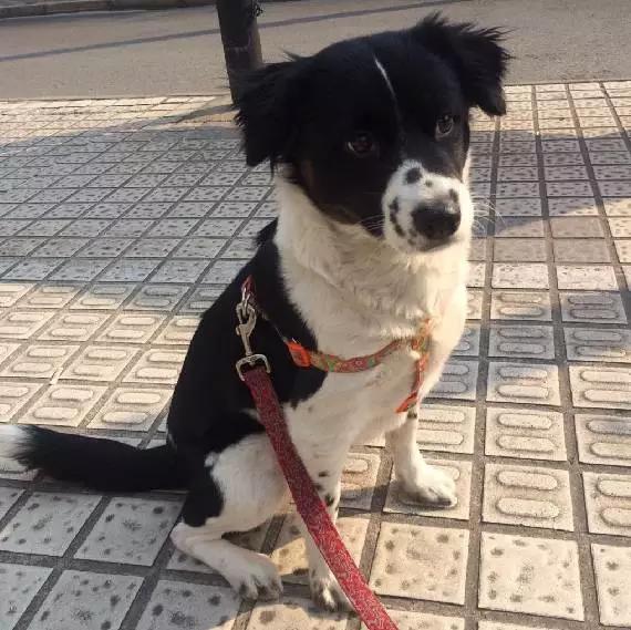 上海猫咪领养虹口,喵小汪宠物领养