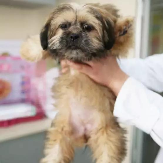 上海猫咪领养虹口,喵小汪宠物领养