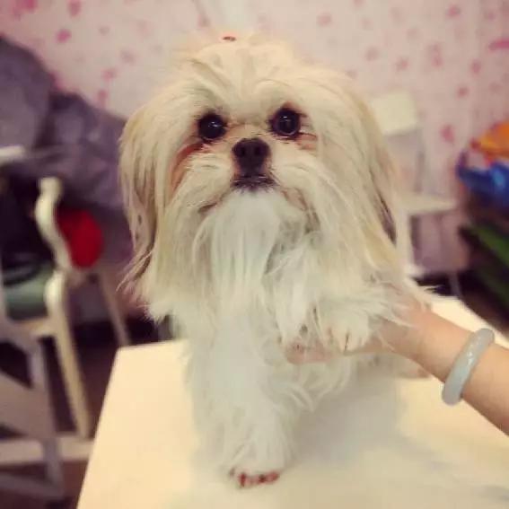 上海猫咪领养虹口,喵小汪宠物领养