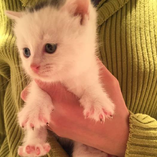 上海猫咪领养虹口,喵小汪宠物领养