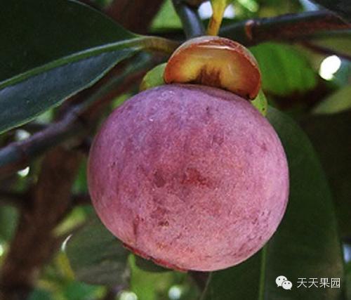 山竹都有哪些问题,山竹的秘密你知道多少