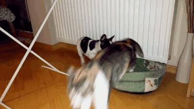 法斗配法斗生出来的狗不像法斗,法斗又怂又犟