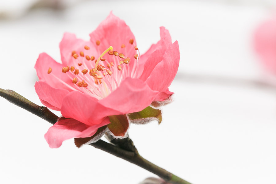 几月份出生的人烂桃花运最多,农历这几日出生有桃花劫