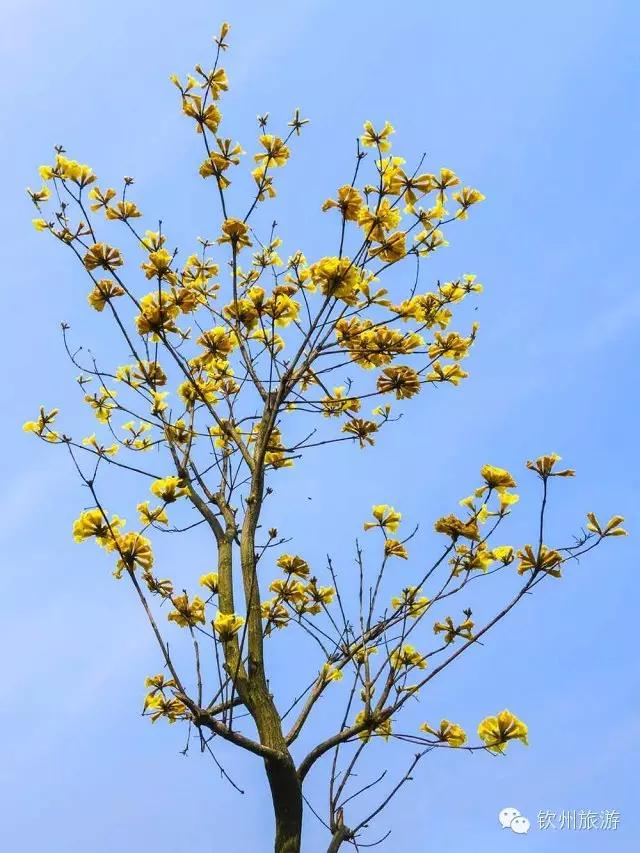 黄花风铃木娇艳,钦州灵山黄花风铃木