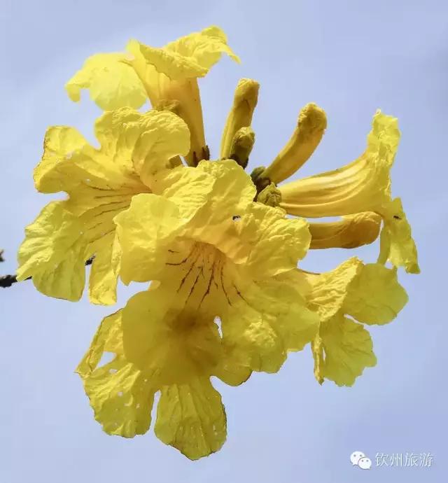 黄花风铃木娇艳,钦州灵山黄花风铃木