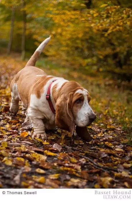 动物世界犬种-巴吉度猎犬