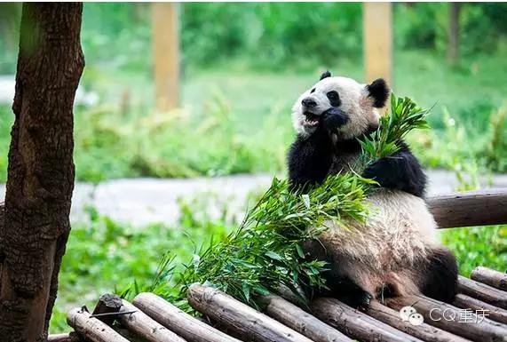 周末重庆去哪玩情侣,重庆亲子周末游玩攻略推荐