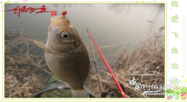 2016之我爱飞鱼觅得好钓点
