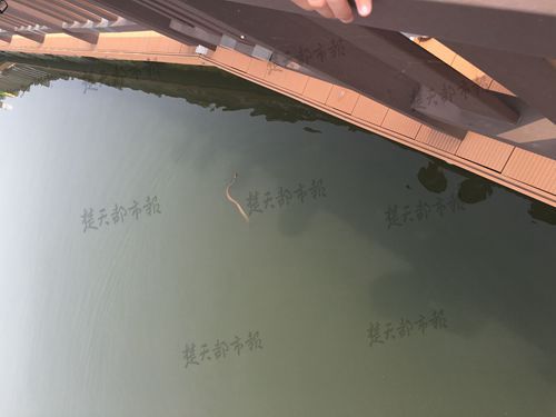 九祥岭湿地公园蛇出没,武汉森林公园蛇