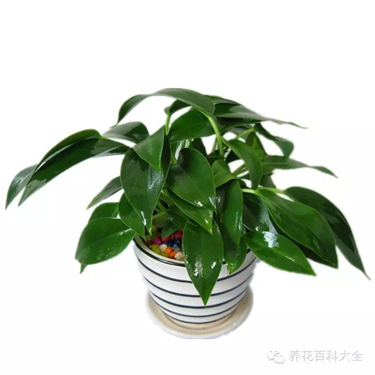 金钻四季浇水,四季开花大叶红金钻