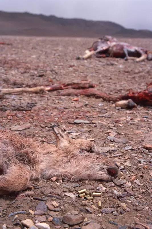 奚志农带队－10天9晚不丹之旅，4月24日出发