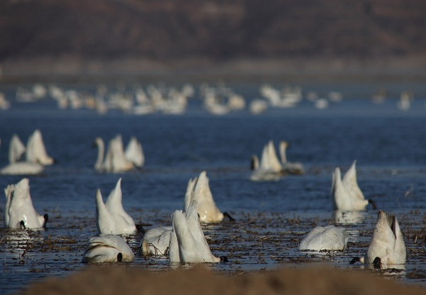 白石水库看天鹅最佳位置导航,白石水库看天鹅2020