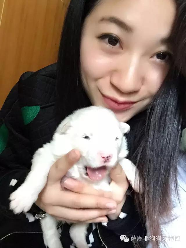 萨摩耶的妈妈生了,萨摩妈妈生养狗宝宝