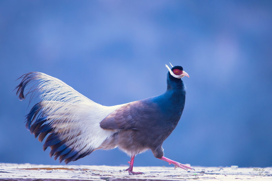 国内十大国宝动物,中国动物界的国宝