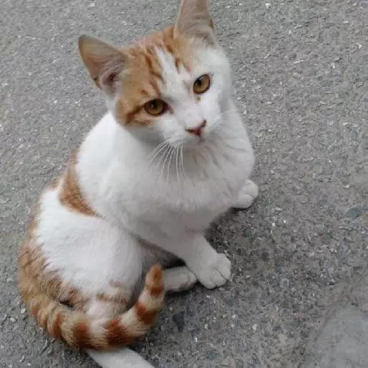 上海市领养流浪动物的地方在哪里,上海市领养小猫的地方