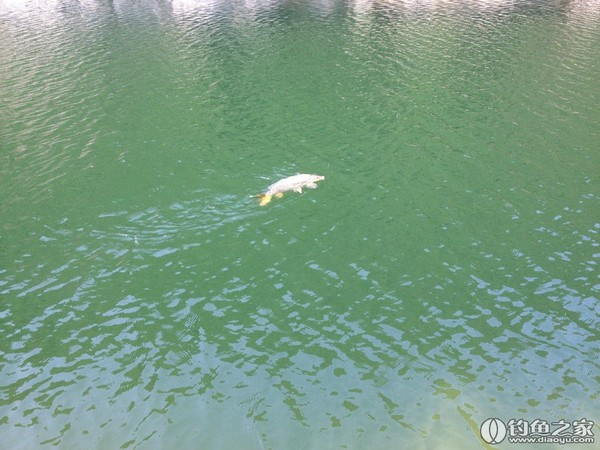探钓野生鱼视频,探钓野生水库