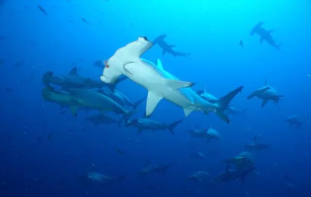 看动物的地方推荐,看动物去哪里的动物园最好