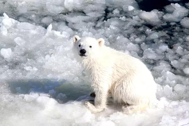 看动物的地方推荐,看动物去哪里的动物园最好